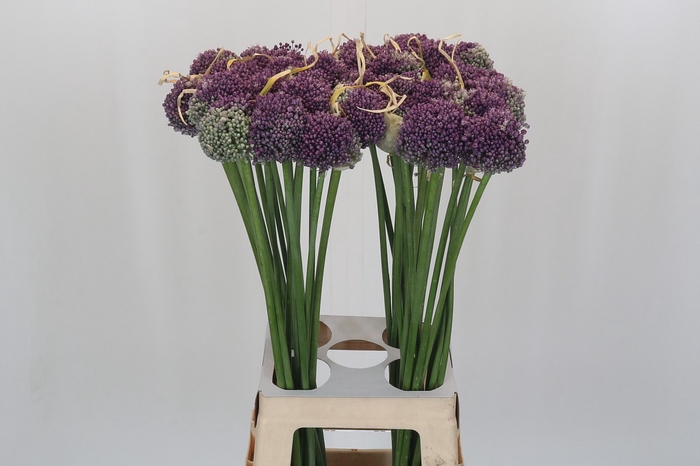 <h4>Allium Misses Bouquet</h4>