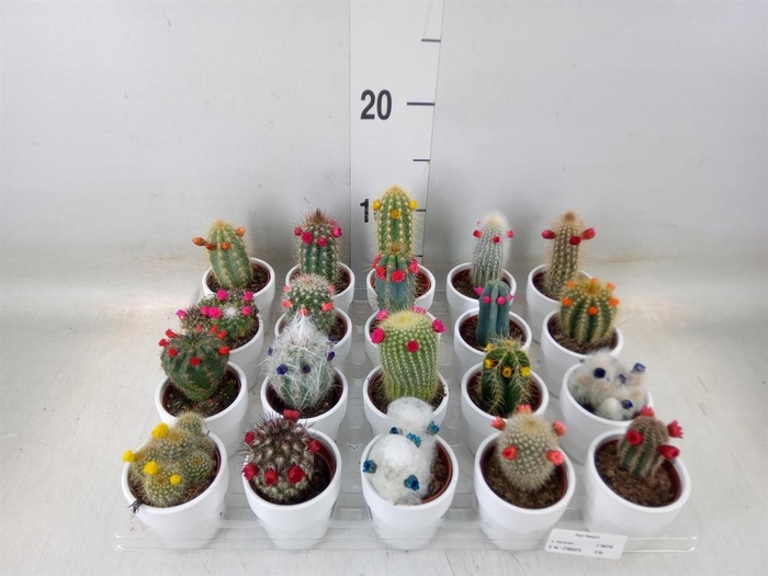 <h4>Cactus   ...mix  5</h4>