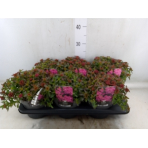 Sedum spurium 'Spot on deep Rose'