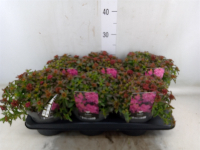 <h4>Sedum spurium 'Spot on deep Rose'</h4>
