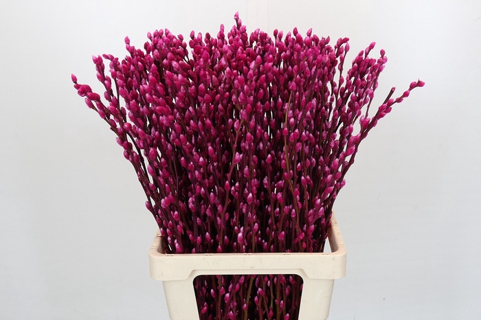 <h4>Salix Caprea Snow Flake P. Cerise</h4>