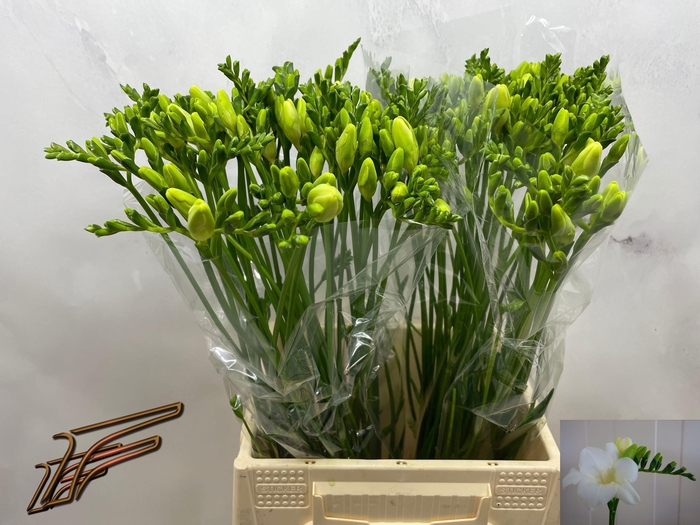 <h4>FR EN AMBIANCE</h4>