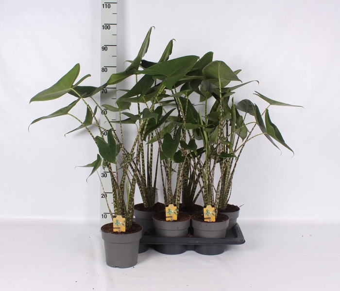 <h4>ALOC ZEBRINA</h4>