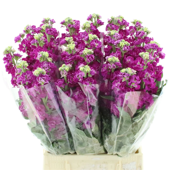 <h4>Matth Incana Iron Deep Pink</h4>