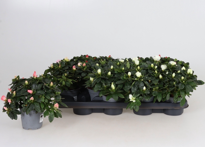 <h4>RHODO SI GEM</h4>