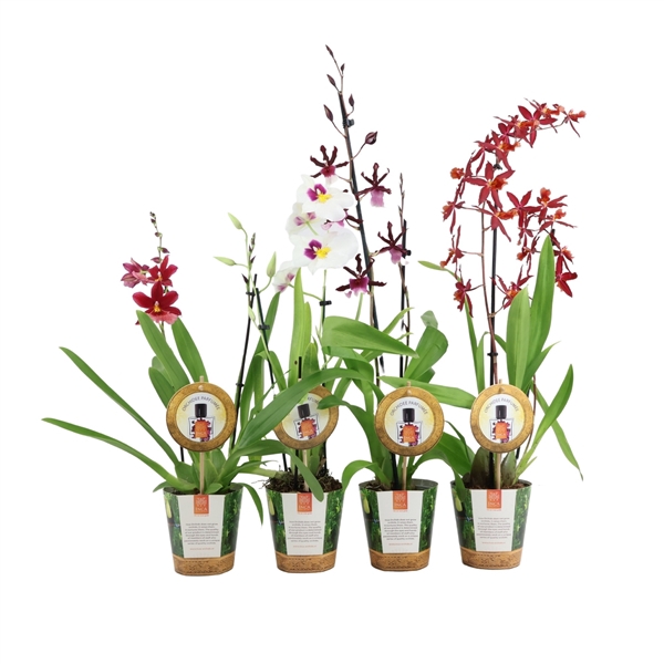 <h4>Inca Parfumee mix 2 spike in Jungle cover</h4>