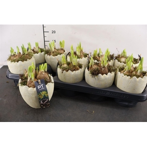 * Arr Ptnp4472 Ei Beton & Narcis Tete A Tete