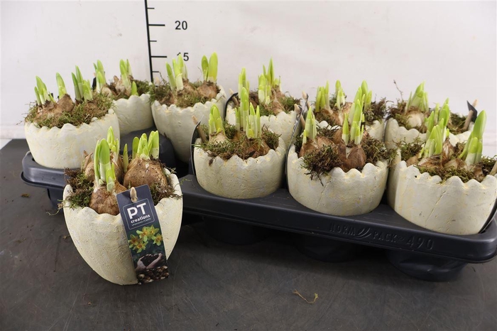 <h4>* Arr Ptnp4472 Ei Beton & Narcis Tete A Tete</h4>