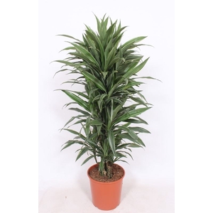 Dracaena Warneckei