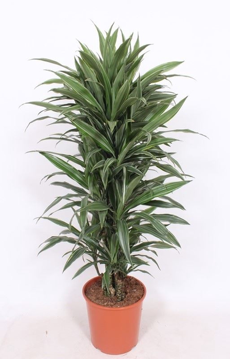 Dracaena Warneckei