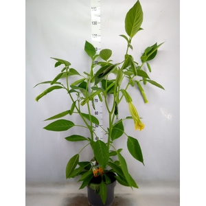 Brugmansia   ...