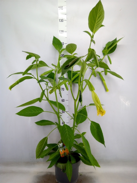 <h4>Brugmansia   ...</h4>
