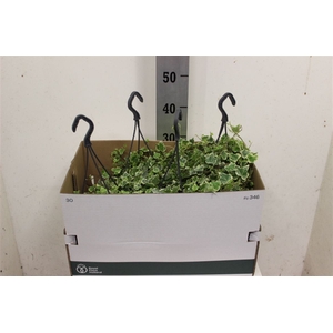 Hedera White Wonder Hangpot