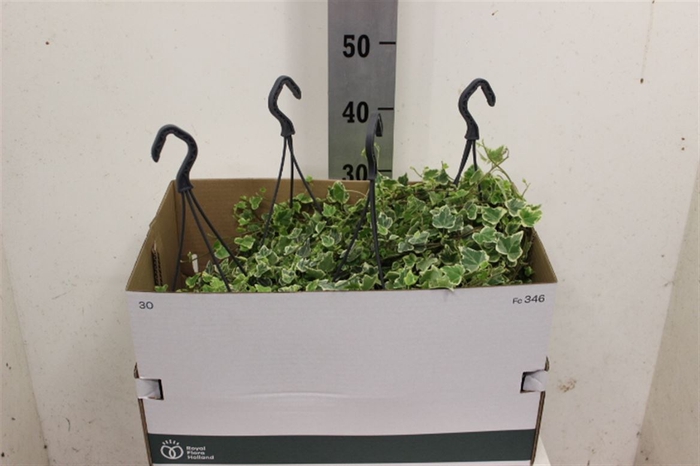 <h4>Hedera White Wonder Hangpot</h4>