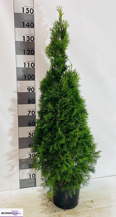 <h4>THUJA O SMARAGD</h4>