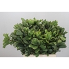 Pittosporum Ilan