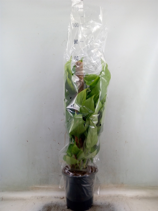 <h4>Monstera   ...</h4>