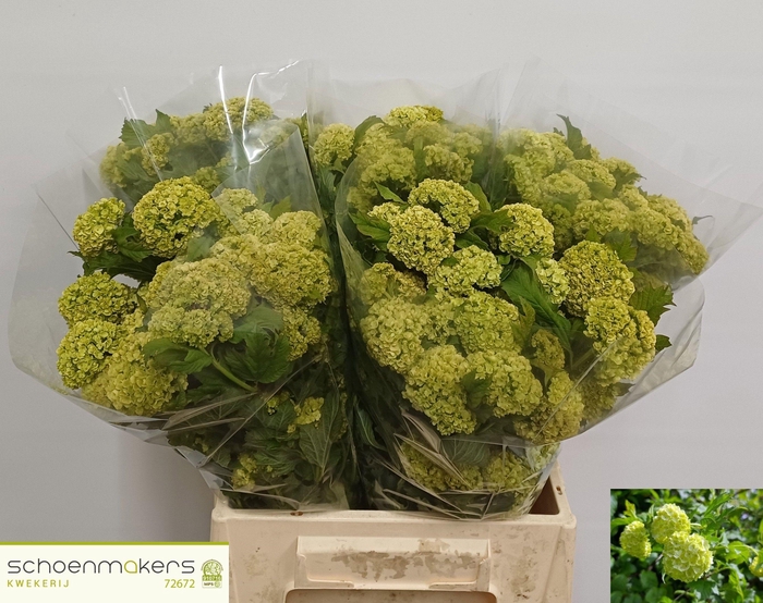 <h4>VIBURNUM ROSEUM ST</h4>
