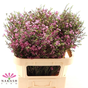 CHAME UN PURPLE PRID