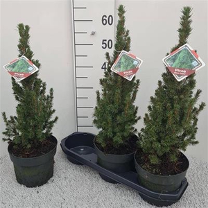 P.PICEA GL CONICA 60