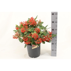 Skimmia jap. 'Obsession'