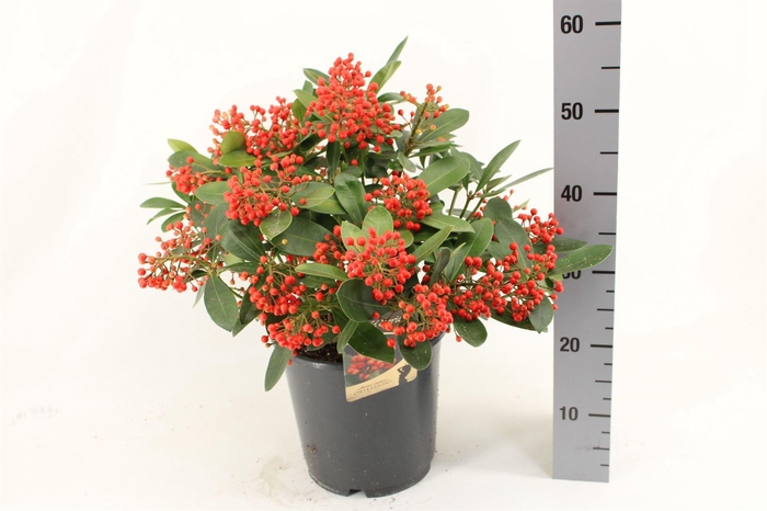 <h4>Skimmia jap. 'Obsession'</h4>