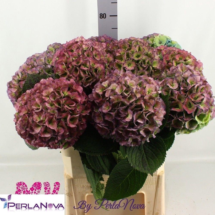 <h4>HYDR M MY HEAVEN CL</h4>