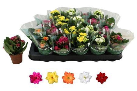 <h4>Kal Ge Ro Gem 5 Kl Rijpte 1-2</h4>