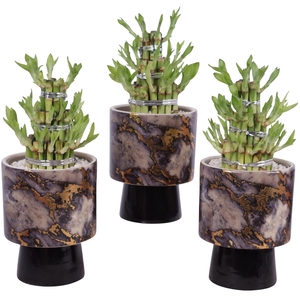 Lucky Bamboo Shape Round 3S Ø14cm Ceramic PL672