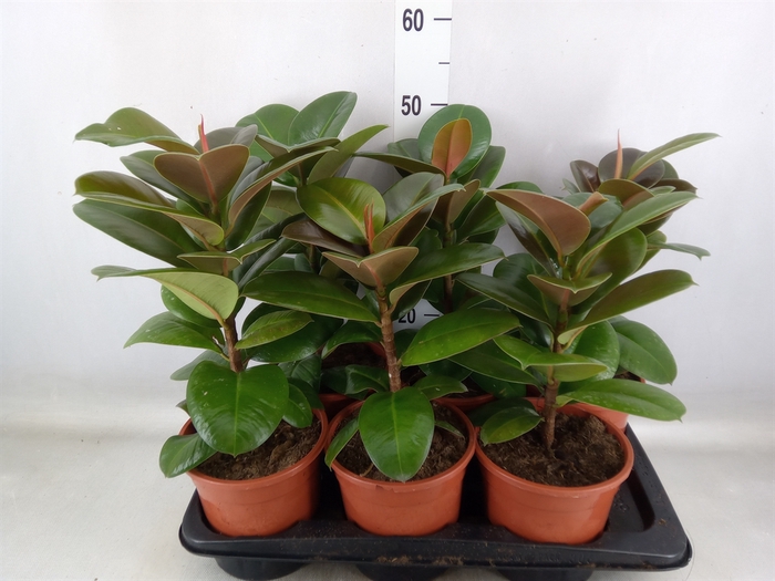 <h4>Ficus elastica 'Robusta'</h4>