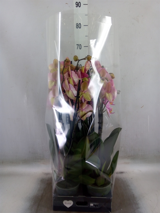 <h4>Phalaenopsis  'Jupiter'</h4>