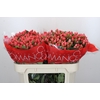 Hypericum Sweet Romance