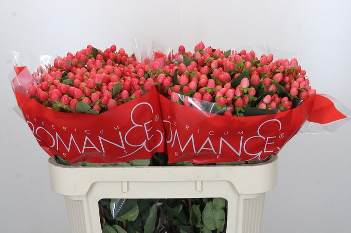 <h4>Hypericum Sweet Romance</h4>