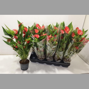 Anthu An Bambino Red