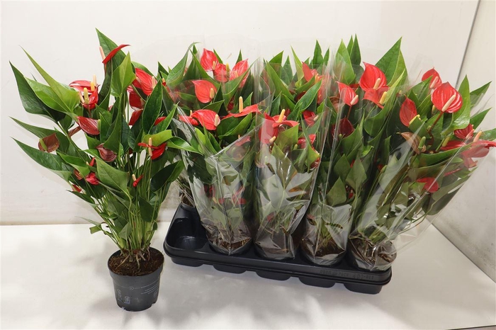 <h4>Anthu An Bambino Red</h4>