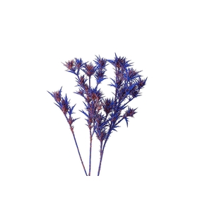 Dried Artz Cardi Da Vinci Bunch