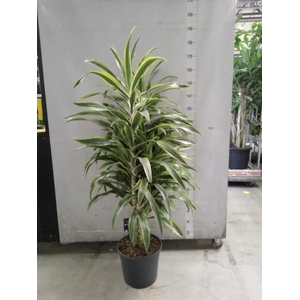 Dracaena fr de 'LemonLime'