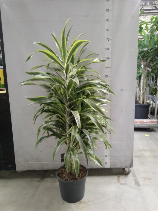 <h4>Dracaena fr de 'LemonLime'</h4>
