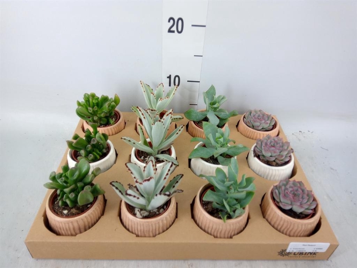 <h4>Succulents   ...</h4>