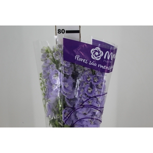 DELPHINIUM LILAS/ROXO