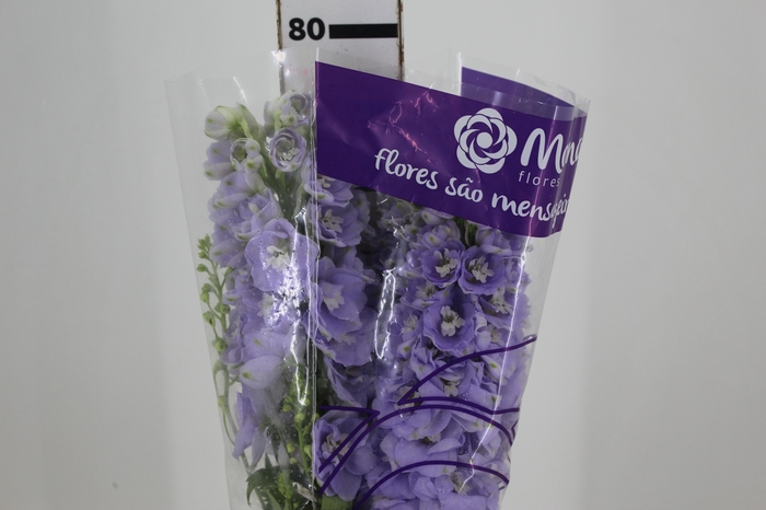 <h4>DELPHINIUM LILAS/ROXO</h4>