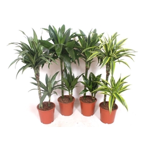 Dracaena fragrans Mixkar 45-15