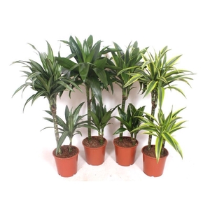 Dracaena fragrans Mixkar 45-15