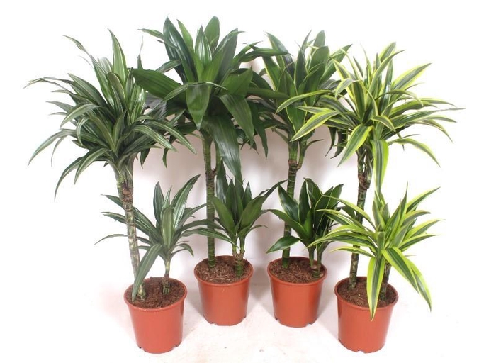 <h4>Dracaena fragrans Mixkar 45-15</h4>