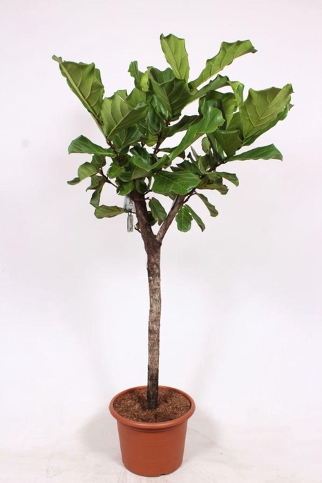 Ficus lyrata
