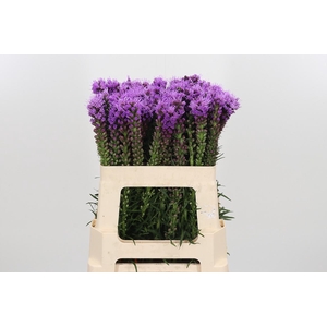 Liatris Spicata