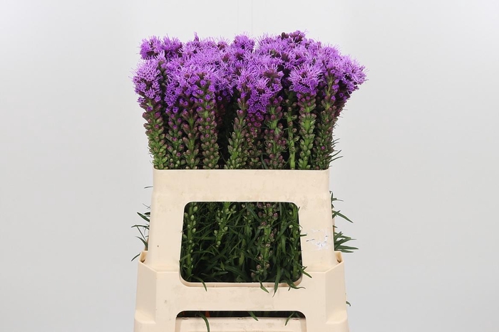<h4>Liatris Spicata</h4>