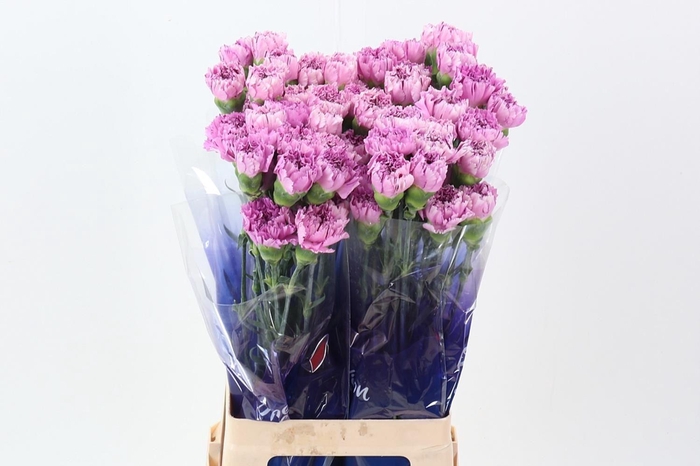 <h4>Dianthus ST 'Yukari Scuro'</h4>