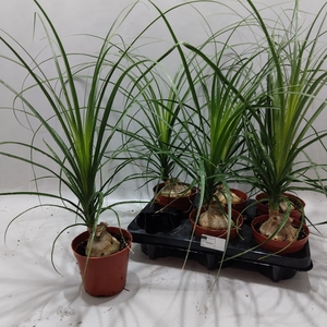 BEAUCARNEA RECUR