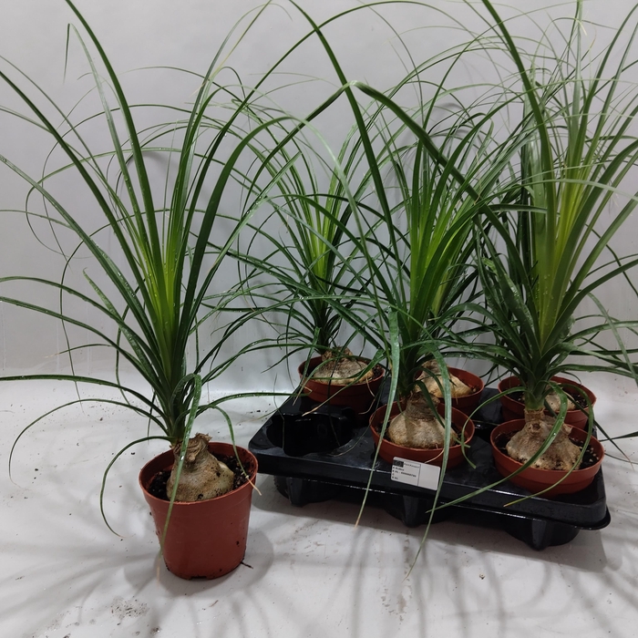 <h4>BEAUCARNEA RECUR</h4>